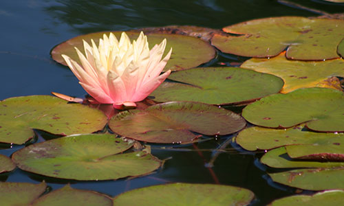 Die Gärten von Schloss Trauttmansdorff