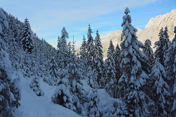 Winterwanderung durch den Nigerwald